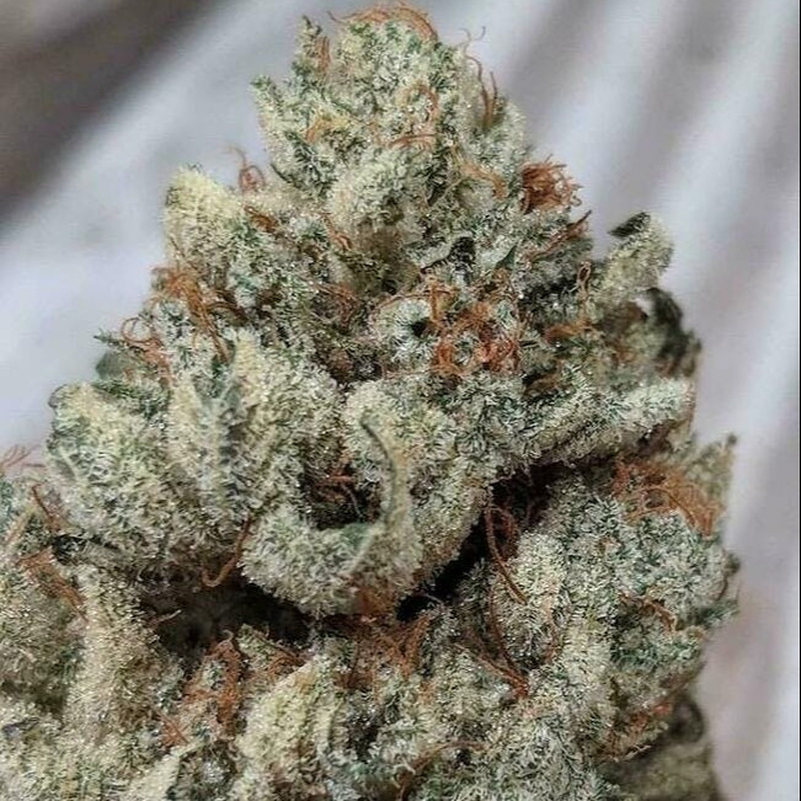 GG#4